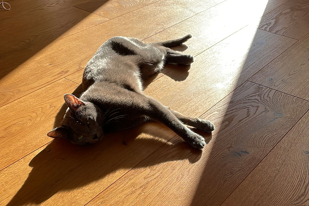 Katze auf einer Holzoberfläche im Sonnenlicht